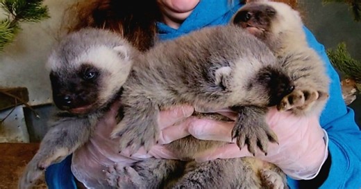 ZooMontana announces birth of Wolverine kits