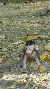 71K views · 2K reactions | How cute newborn baby learning to walk | Wild - Monkeys | Facebook