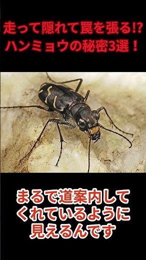 【ずんだもん解説#02】走って隠れて罠を張る!? ハンミョウの意外な生態3選【面白い昆虫豆知識・雑学・解説】