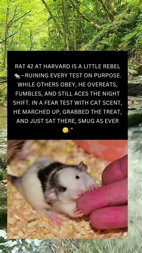 🐀 Rata 42: el rebelde que desafió a la ciencia