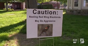 'It pecked my head': Attacking birds shut down Grosse Pointe Farms pool