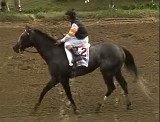 59K views · 1.2K reactions | #ThrowbackThursday to the thrilling 1994 G1 Travers Stakes!  Holy Bull, with Mike Smith aboard, dug in to hold off Concern and Jerry Bailey by a neck for his 4th consecutive win, earning his 5th G1 and 11th career victory for owner/trainer Warren Croll Jr! Holy Bull was named Horse of the Year and Champion 3YO Colt in 1994 and was inducted into the Hall of Fame in 2001. | Equibase Company | Facebook