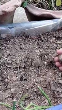 Planting taro root or colocasia root is very easy