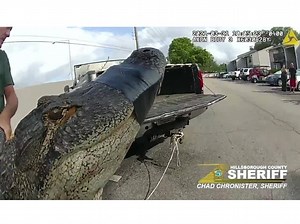 Mating Season Means More Alligators Venturing Among People: Video