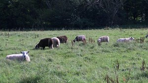 Suffolk sheep attacks: Farmer appeals for dogs to be kept on leads