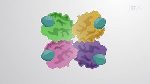 Video: Cooperative Allosteric Transitions