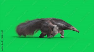 Anteater Green Screen Walkcycle Loop Side 3D Animations rendering CGI Animals 4K