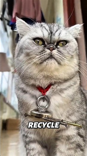 Magnet Cat Finds Lost Key & Even a Girlfriend😲🐱#shorts