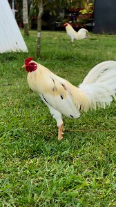 85K views · 4.1K reactions | Another 50/50 Tolizwhite x Albany | Tony Lizares Jr. | Facebook