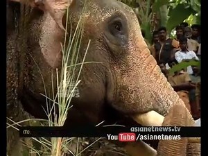 Violent Elephant killed mahout in Thiruvananthapuram