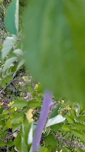 81K views · 719 reactions | Healthy Benefits of Raspberry #viralvideo #raspberry | Zabardas baradari | Facebook