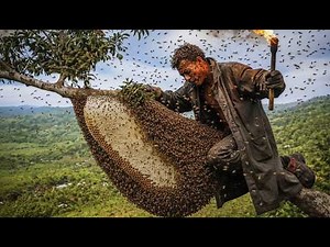 Extreme Wild Honey Harvest A Sky High Forest Expedition