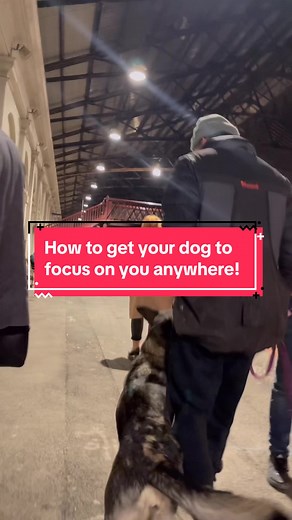Here’s how to get your dog to focus on you anywhere! If your dog doesn’t take food, doesn’t listen or is overstimulated in public this video is for you! #dogtrainingtips #dogtraining #dogtrainingtutorial #dogreactivity