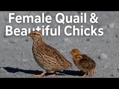 female quail chick | female quail Sounds | batair madi ki awaz