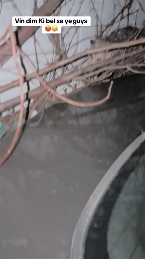 Spider Video Fun with Atis Seeds