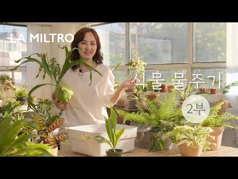 식물 물주기 클래스 2부 - 다양한 물주기 방법 소개