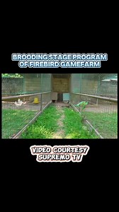 48K views · 1.5K reactions | Brooding stage program Of firebird game farm Video courtesy Supremo tv Disclaimer No animal were harmed and sold illegally in the making this video This video is for show presentation and educational purposes only All animals were treated with care and respect #fypシ #gamefowlbreeder #idol #gamefowl #gamefowlnation #gamefowlbreeding | Team Andasan TV | Facebook