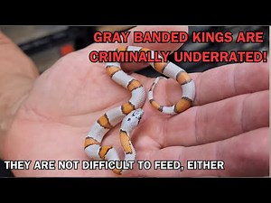 GRAY BANDED KINGS are severely underrated in the hobby, largely over misunderstanding about feeding.