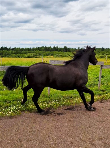 just a lil bit of raw running sounds ;) #gallop #running #fyp #fypシ゚ #listen