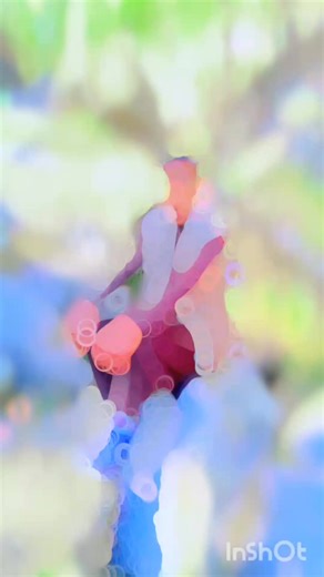 ADIL KING👑 (@adil.kohistaniking)’s videos with original sound - ADIL KING👑