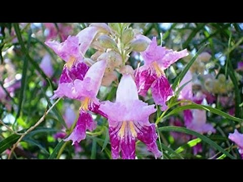 How To Grow Flowering Desert Willow