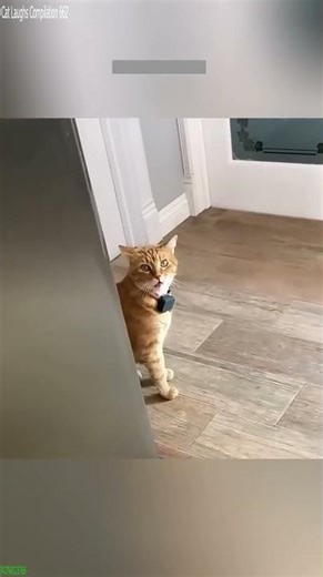 Grumpy Cat goes completely crazy - Epic Cat 🐱 Cat Power!