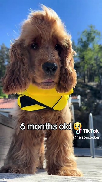 8 weeks old vs now… Nelson’s becoming a little gentleman 🐶🥹❤️ . . . #cockerlove #puppy #cockerofinstagram #pup #PuppyLove #Dogsofinstagram #Cute #puppylife #DogMom #Fyp #ViralDog #happyy #training #puppyprogress #goldencockerspanielpuppy #puppiesofig #dogs #spaniel #dogslife #fyyyyyyyyyyyyyyyy #fyppp #vira