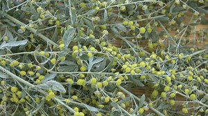 Rotating fresh Absinth wormwood Artemisia absinthium medical herbs background on bamboo mat