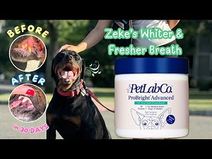 I tried PetLab Co. ProBright Advanced for Zeke's yellow teeth • 30Days Review Abhy Hauls & Reviews