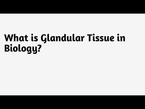 What is Glandular Tissue in Biology ?