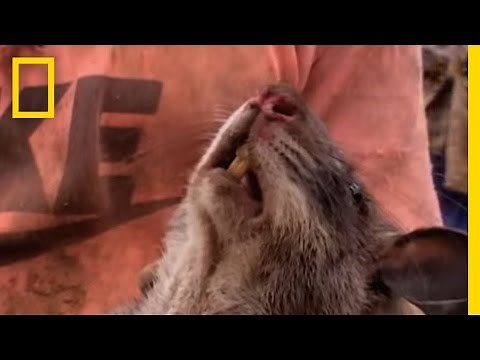 Would You Eat Dead Rat? | National Geographic
