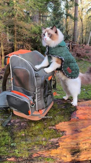 Atticus🐱 & Lois👸🏽 | Cat life & adventures | Our favourite tried and tested cat backpack🐱🐾🎒 This is the @petsfit.us Wildpath backpack and in our opinion it has everything we want from... | Instagram