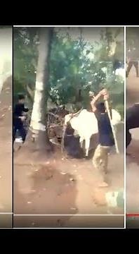 Deadly angry rottweiler dog attack