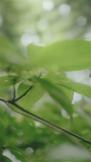 新緑の候 #nature #スナップ #山 #森林