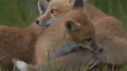 小狐狸啃皮鼓 via：FoxGazerTales