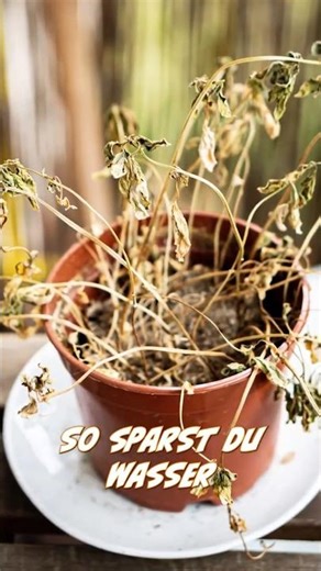 Automatische Pflanzenbewässerung mit ESPHome in Home Assistant