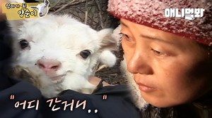 84K views · 1K reactions | 출산 진통 중에 사라진 어미 양.. 3일 후 돌아왔는데.. 대박 Mountain goat Yangsoon's labor pain began during delivery.. No news was comping up from her after she went missing for 3 days.. 이전이야기 A Previous Story ↓↓↓ https://bit.ly/baddiegoat | SBS TV동물농장x애니멀봐 | Facebook