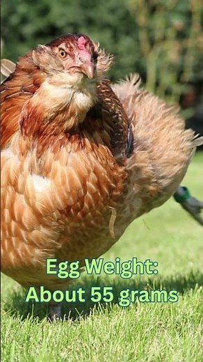 Araucana Chickens: Size, Eggs, Lifespan, and More!