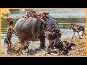 Les attaques de hippos les plus terrifiantes jamais enregistrées | Monde animaux sauvages