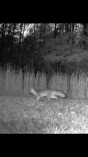 1.2K views · 120 reactions | Caught on camera!  A true North...