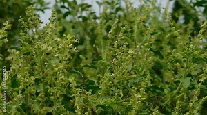Basil Ocimum tenuiflorum Plots Family: Lamiaceae. Superior species: Genus Basil - Basil Species: O. tenuiflorum Class: Species Category: Magnoliophyta