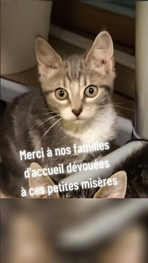 des sauvetages de chatons tout l'été et ça continue ! chatsduparisis.fr pour faire un don
