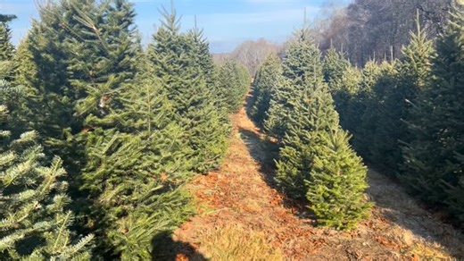 We’ve got trees of all heights - come find the perfect one for your Christmas tradition! 🌲 🌲 🌲 | Maple Lane Farms