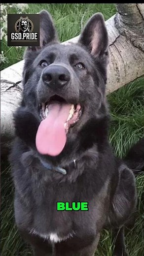 💙 Blue German Shepherd #BlueGSD #GermanShepherd #RareGSD #BlueShepherd #GSDLovers #GSDWorld #gsd