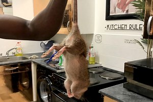 UK overrun by giant rats in lockdown as rodents invade homes -