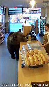 A bear enters a bakery and has a coffee. #sora #cat #surreal #cute #baby #pets #funny #animals