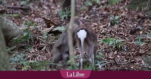 Le cas rare d'un "rapport sexuel" entre un singe et une biche filmé au Japon (vidéo)