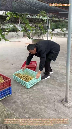 Première mise à l'eau : introduction des canetons dans leur milieu aquatique