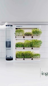 Grow your own nutrient-dense microgreens at home! Say goodbye to wilted greens and hello to a continuous harvest with Instafarm's innovative countertop system. Ready to take control of your health? Learn more now! | Instafarm