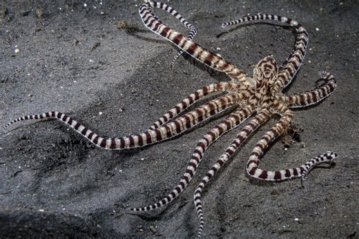 Weirdest octopuses: meet 8 strange sea creatures, including one that pretends to be a snake and one with a detachable ‘penis’ | Discover Wildlife